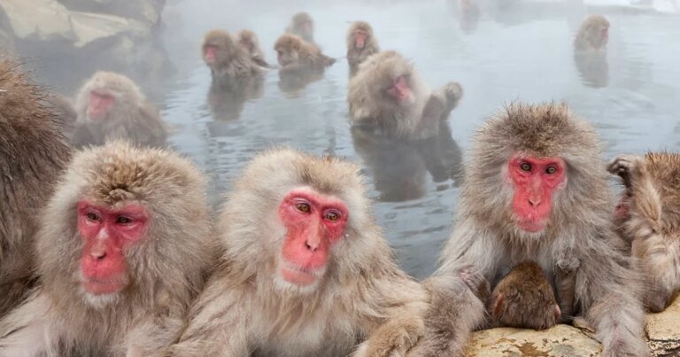 Same-sex sexual behavior seen in many primate species, suggesting evolutionary origin