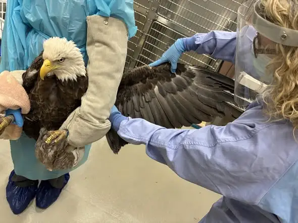 El Paso Zoo aids lethargic bald eagle