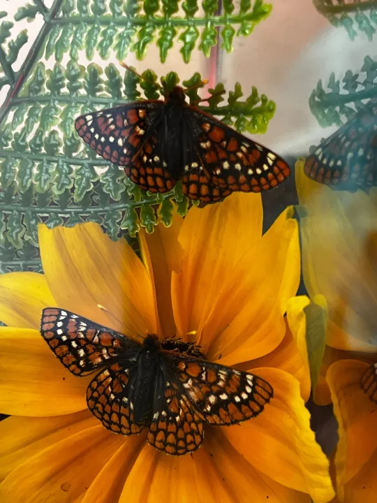 New Mexico BioPark Society's efforts to save endangered Checkerspot Butterfly
