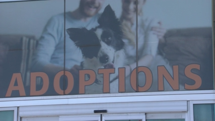 Albuquerque Animal Welfare director receives surprise 'Patriot Award'