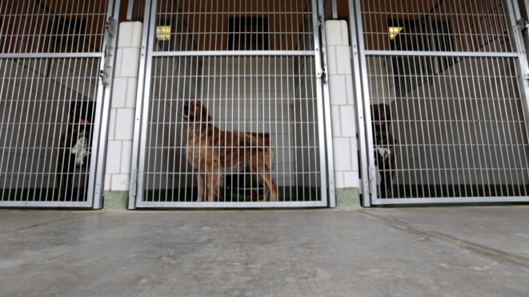 Santa Fe Animal Shelter gets suprise $100K donation on Christmas Eve