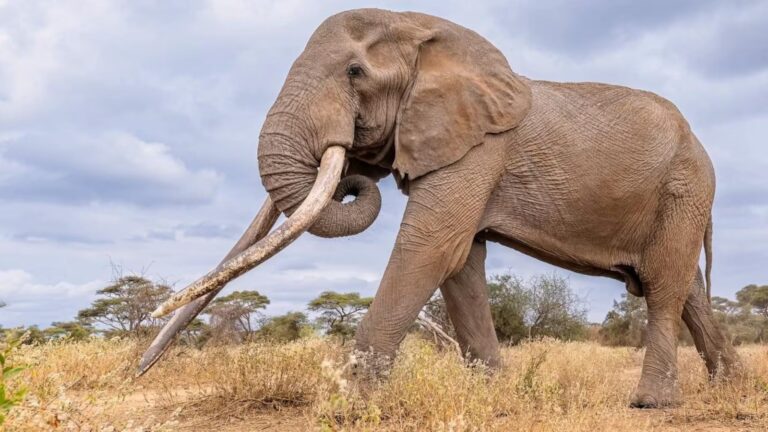 Conservationists in Kenya pay tribute to beloved ‘super tusker’ elephant Craig