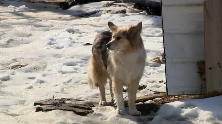 Meet the dog who helped police find a missing Kentucky child
