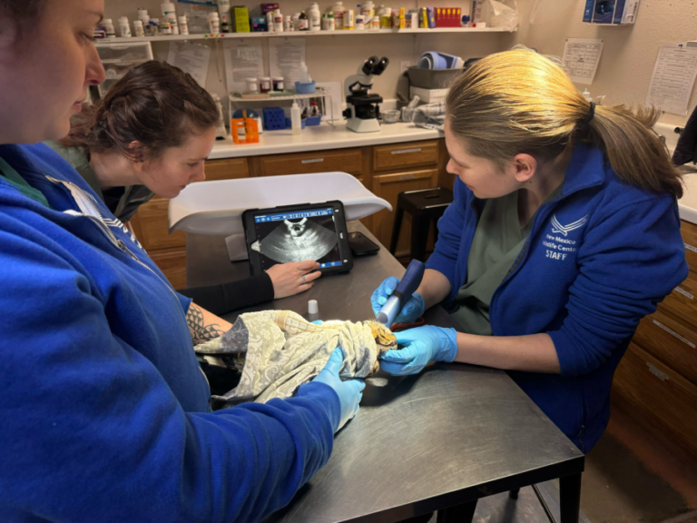 New Mexico Wildlife Center expands capabilities with ultrasound equipment