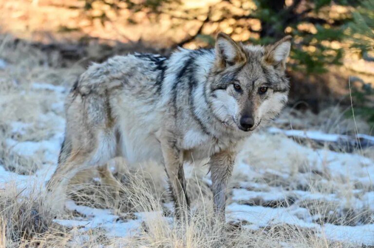 Controversy ignites over federal permit given to ranchers to kill Mexican Wolves