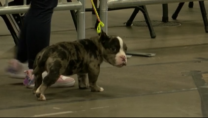 Pitbull, bulldog show at Expo New Mexico