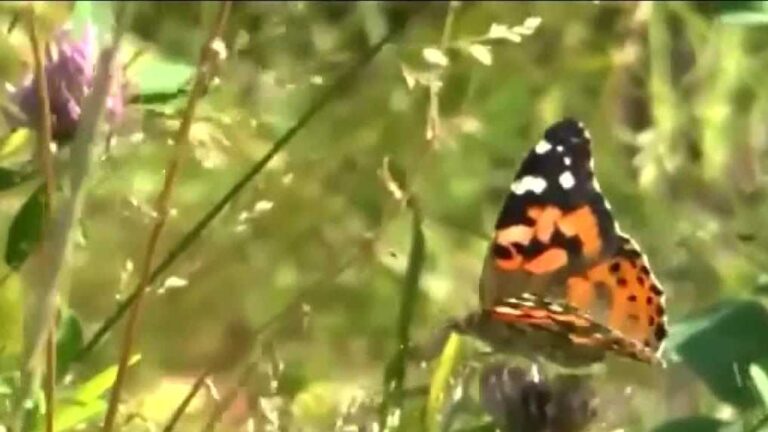 Monarch butterflies survive arctic blast in Mexico