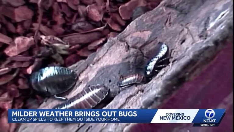 How to keep bugs at bay during mild weather