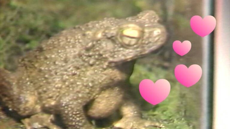 Was a frog the weirdest Valentine’s Day gift in 1982?