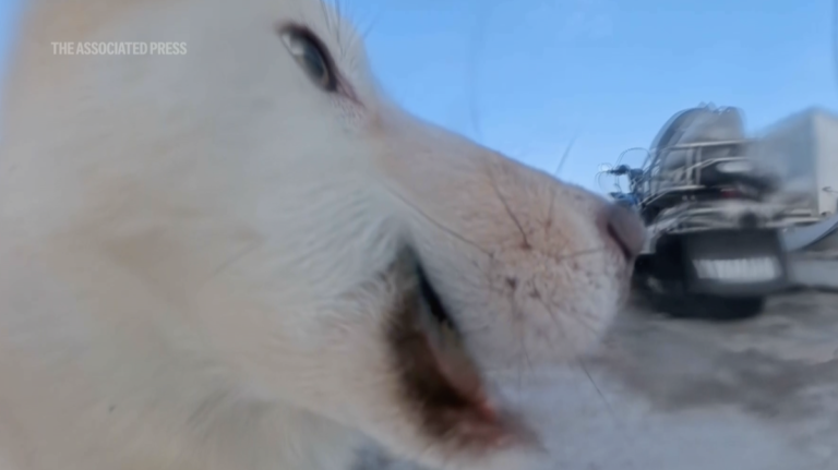 Sled dog chews $700 360 camera in Greenland