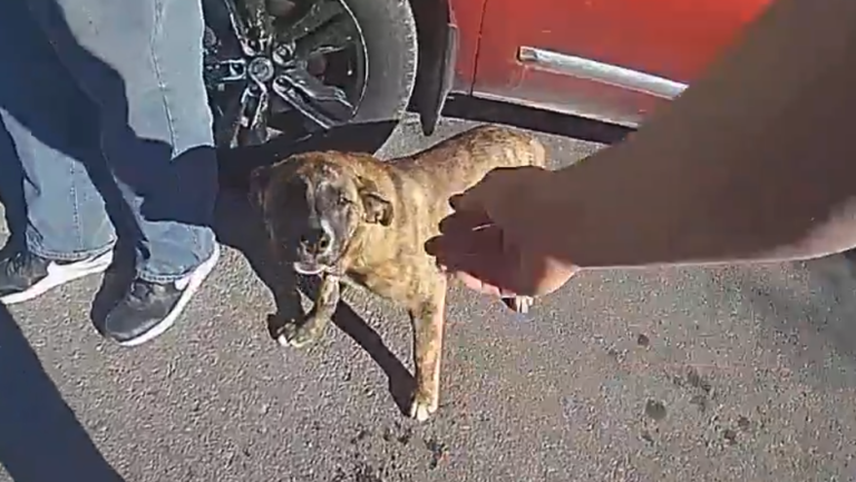 Dog leads Kansas City police to home of wandering toddler