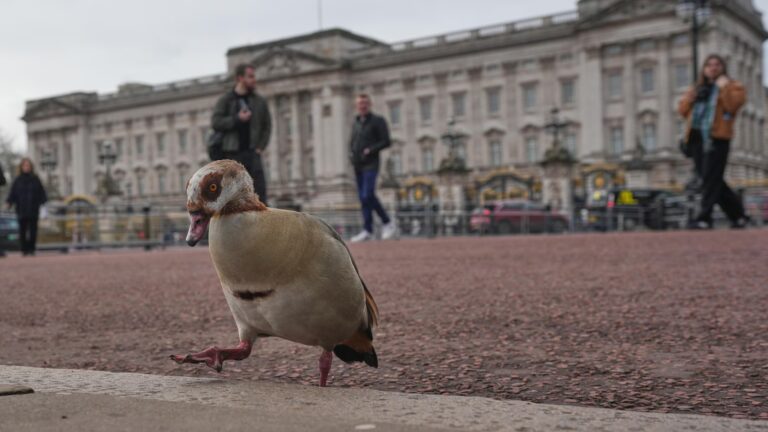 From abdication to Harry and ex-Prince Andrew. A look at major British royal scandals