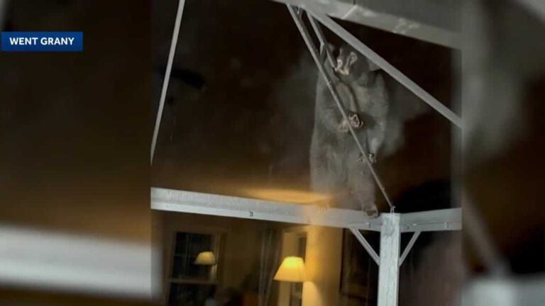 Bear seen outside New Hampshire house