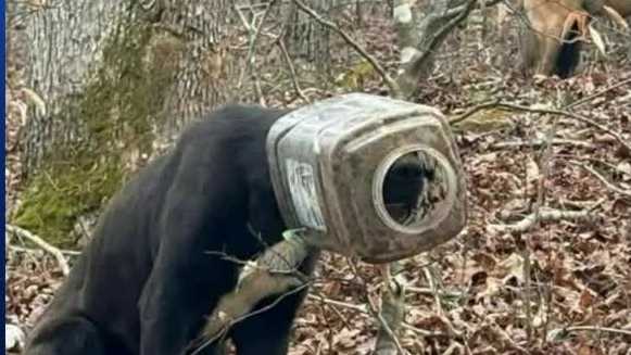 Volunteers save ‘Buck’ the stray dog with a bucket stuck on his head
