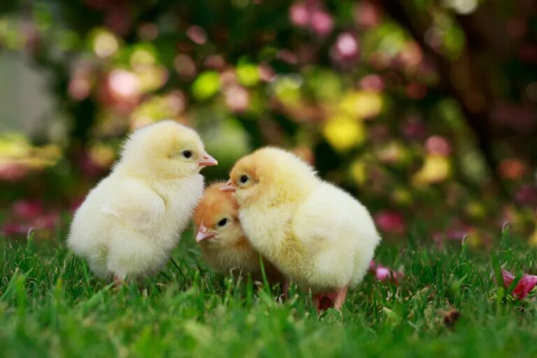 New Mexico health officials remind public of risks involving gifted chicks, ducklings