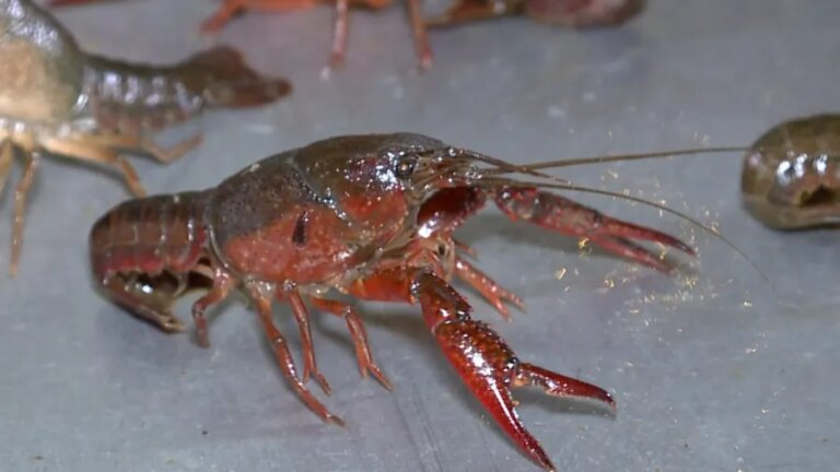 Immigrant labor shortages impacting Louisiana crawfish industry