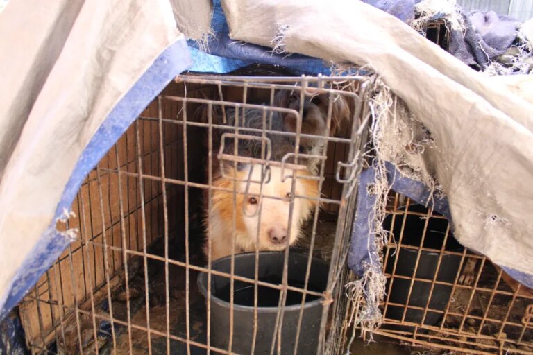 Video: 7 dogs rescued from filthy conditions at home in Truth or Consequences