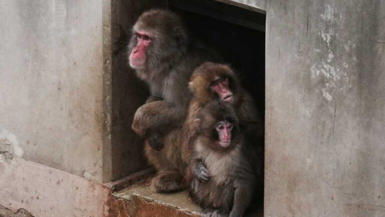 Punch the orphan macaque is outgrowing his plushie and making friends