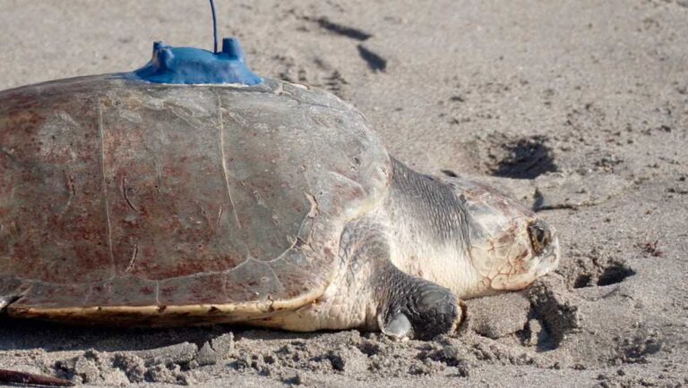3-limbed Kemp’s ridley sea turtle now being tracked by satellite