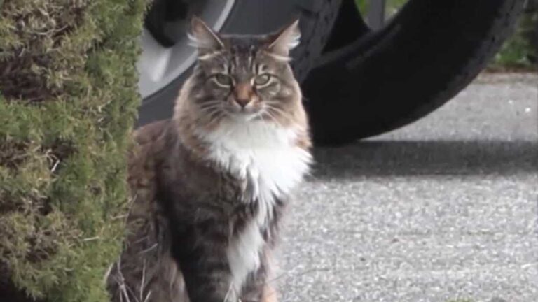 Cat named Louis Vuitton crosses US-Canadian border daily