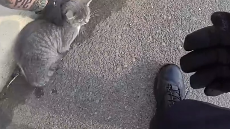 Police officer rescues cat from side of interstate