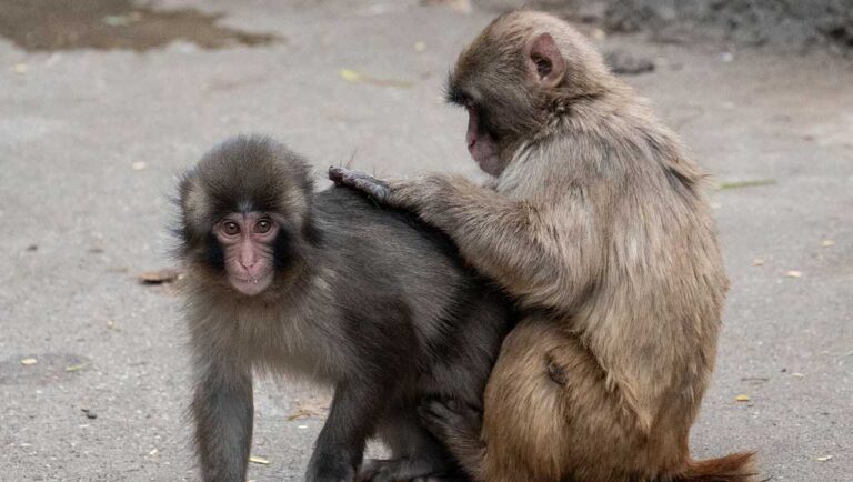 Punch the monkey has a girlfriend