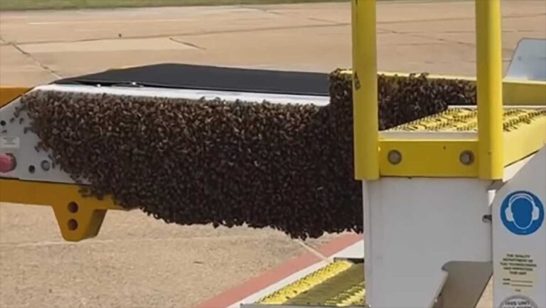 Bee colony makes a home on ramp at Mississippi airport