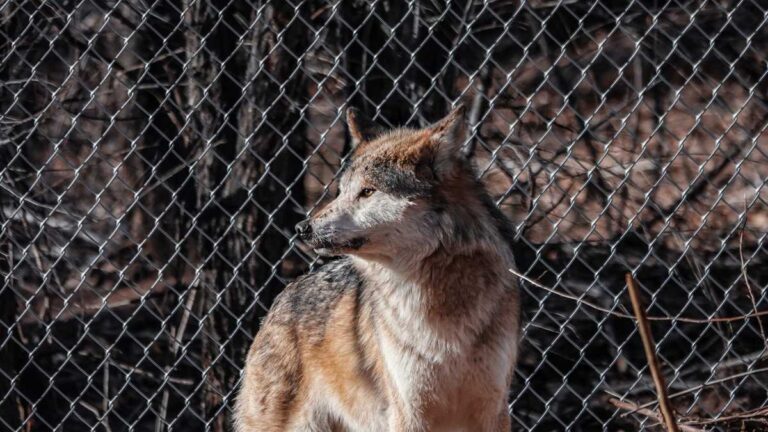New male lobo announced at the ABQ BioPark