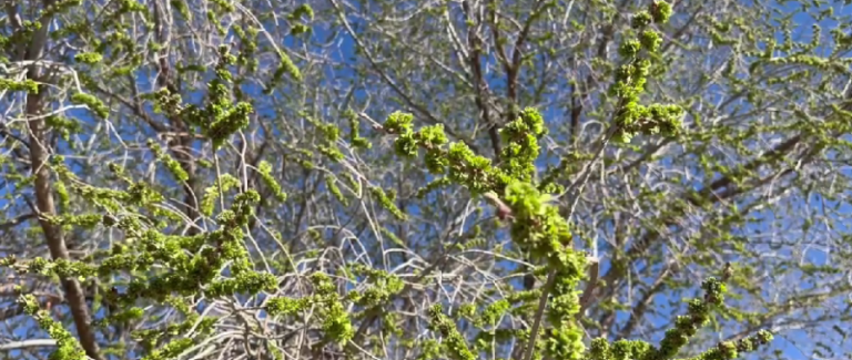 What does an early bloom mean for Albuquerque plants and trees?