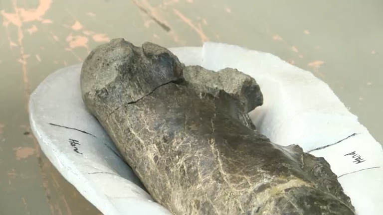 New Mexico fossil sparks new questions about Tyrannosaur origins