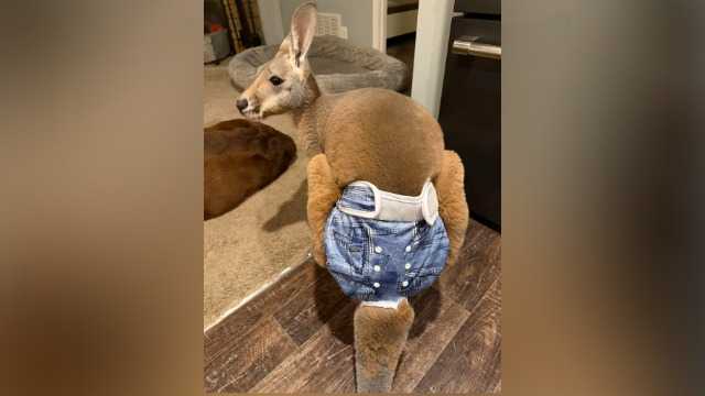 Chesney the missing kangaroo found Saturday in Wisconsin