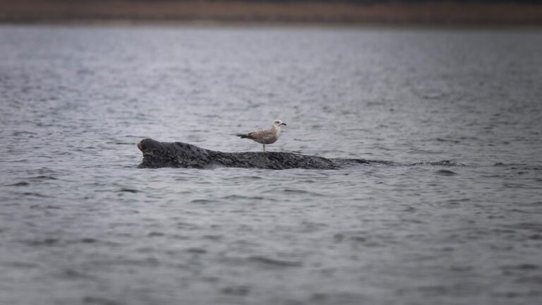 A stranded whale in Germany’s Baltic Sea weakens as hopes of its return to the Atlantic fade