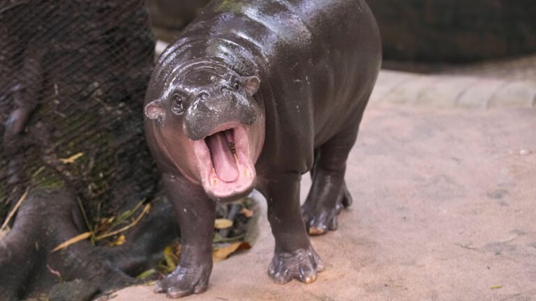 Man arrested after climbing into pygmy hippo Moo Deng’s enclosure at Thai zoo