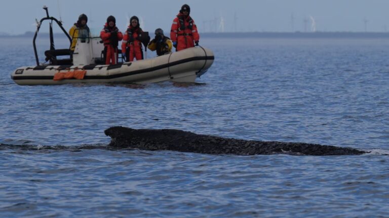 Humpback whale freed by rescuers in Baltic Sea has become stranded again