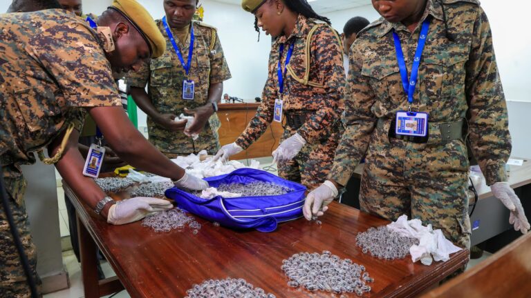 2 found with hundreds of ants are charged with illegally dealing in wildlife in Kenya