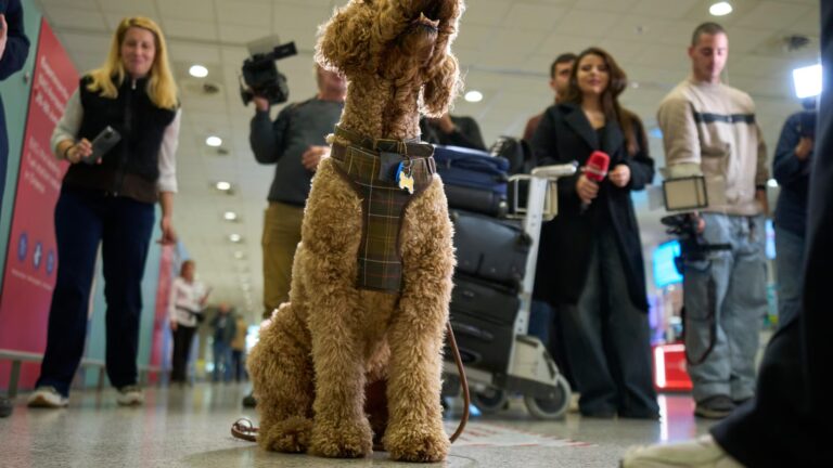 Greece launches an animal airlift to evacuate pets and their owners from the Mideast