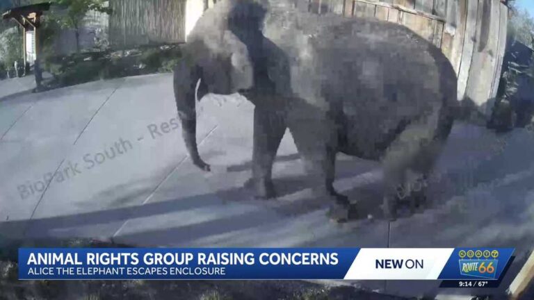 ABQ BioPark Zoo is up for re-accreditation in September despite some bad inspection reports from USDA