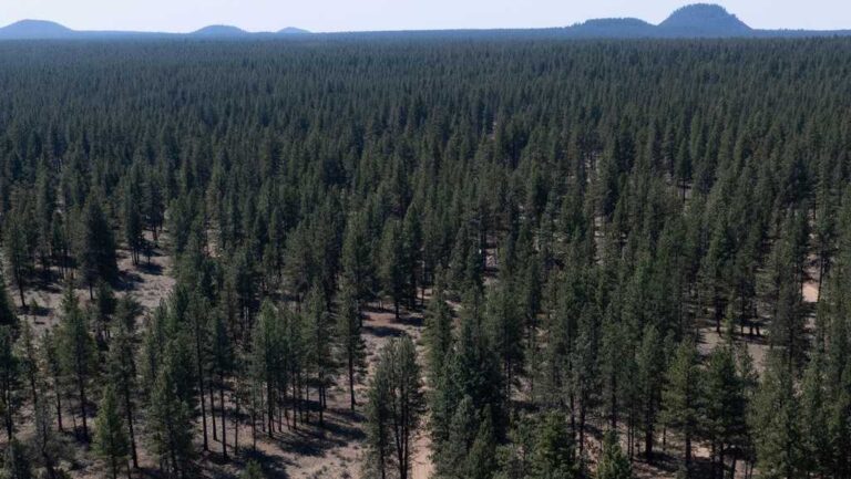 Forest Service HQ moving to Utah under Trump overhaul